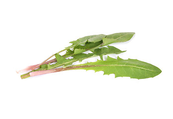 Image showing Leaves of hawkbit