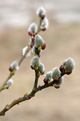 Image showing Catkins