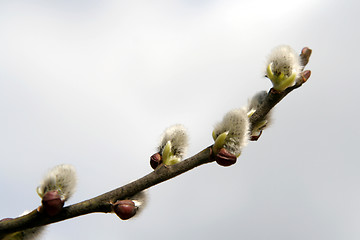 Image showing Catkins