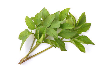 Image showing Ground elder