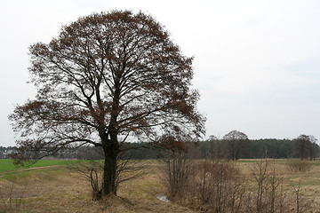 Image showing Lonely tree