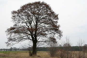 Image showing Lonely tree