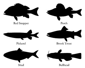 Image showing North American food fish