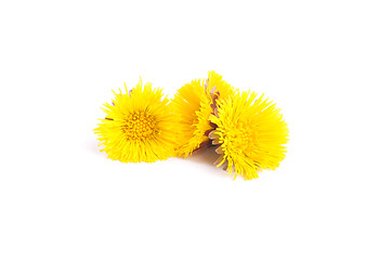 Image showing Flowers of coltsfoot