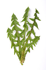 Image showing Leaves of hawkbit