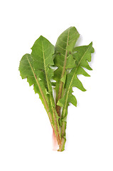 Image showing Leaves of hawkbit