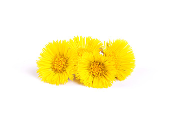 Image showing Flowers of coltsfoot