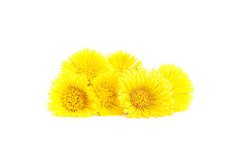 Image showing Flowers of coltsfoot