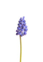 Image showing Grape hyacinth (Muscari botryoides)