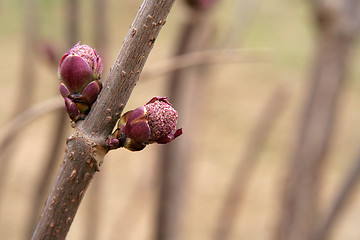 Image showing Buds