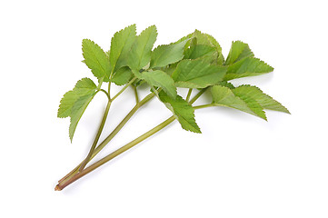 Image showing Ground elder