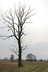 Image showing Lonely tree