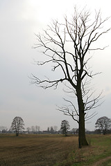 Image showing Lonely tree