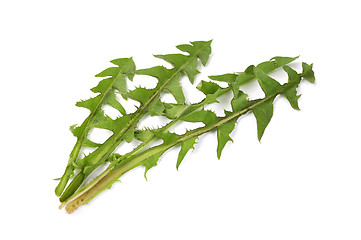 Image showing Leaves of hawkbit