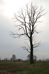 Image showing Lonely tree