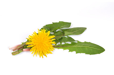 Image showing Leaves of hawkbit