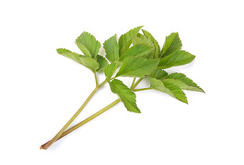 Image showing Ground elder