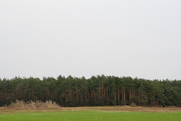 Image showing Forest