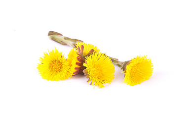 Image showing Flowers of coltsfoot