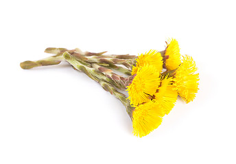 Image showing Flowers of coltsfoot