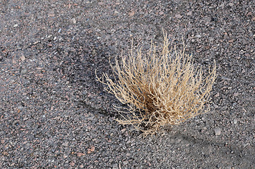 Image showing Dry Bush on Asphalt Road