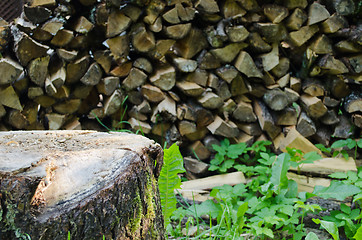 Image showing old stump meadow and bunch firewood  