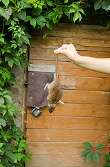 Image showing woman hand hold dead rat rural cellar door 