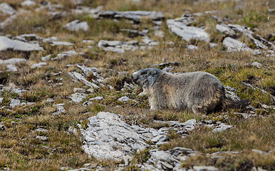 Image showing Alpine Marmot 