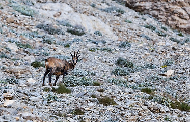 Image showing Chamois (Rupicapra rupicapra)