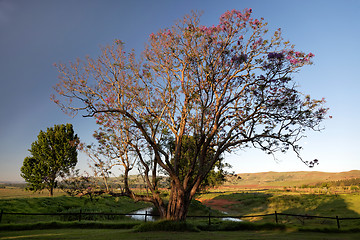 Image showing Big and beautiful tree on a landscape