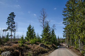 Image showing Dirt road in a nordic forest