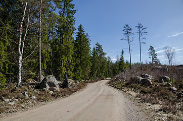 Image showing Dirt road in a coniferous forest