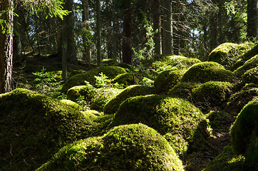 Image showing Soft mossy rocks