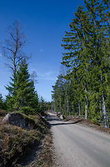 Image showing Winding forest dirtoad