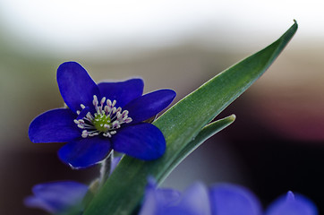 Image showing Common Hepatica closeup