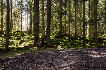 Image showing Back light in mossy forest