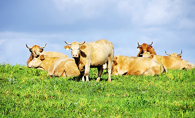 Image showing Cows on green field at Portugal