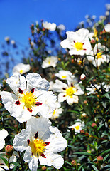 Image showing Rockroses and blue  sky