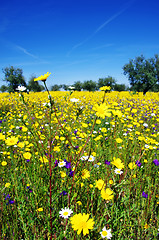 Image showing Flowers on field at alentejo region, Portugal