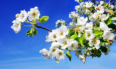 Image showing Cherry flower on blue sky background