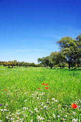 Image showing wheat field at alentejo region, Portugal