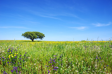 Image showing Oak tree at flowery field