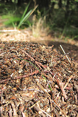 Image showing ant colony