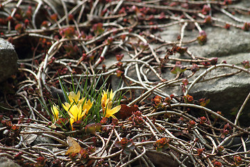 Image showing yellow crocus flowers 