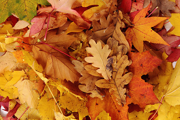 Image showing atumumn leaves background