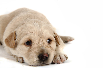 Image showing small labrador dog 