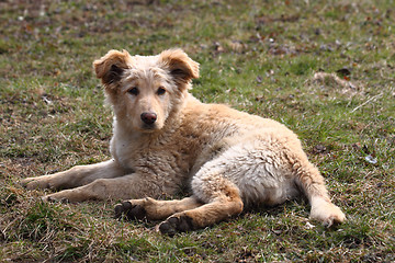 Image showing small labrador dog