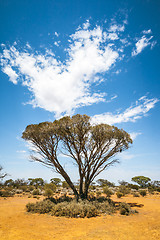 Image showing bush tree Australia