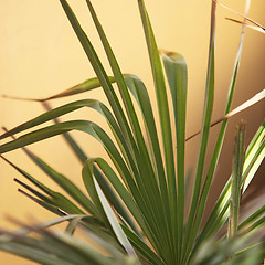 Image showing Palm frond or leaf