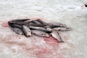 Image showing Rainbow trout.